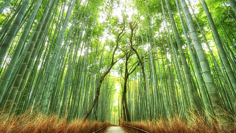 Bamboo forest